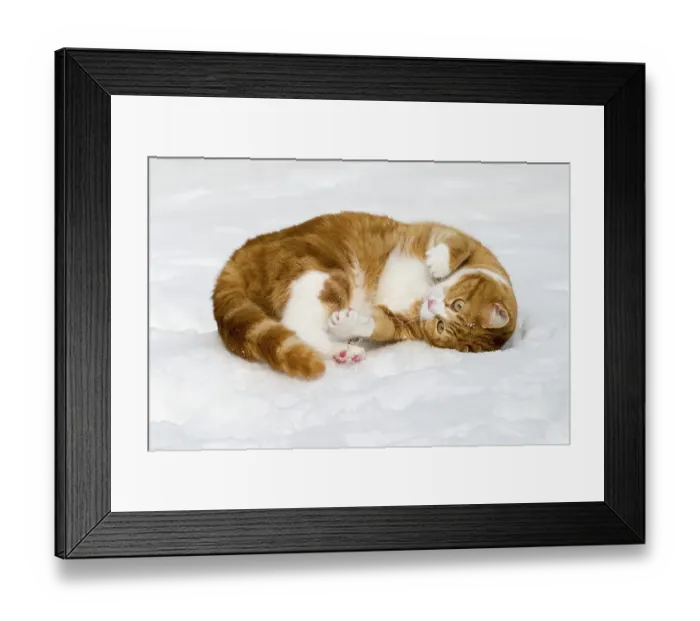 Framed Print : European shorthair cat in snow