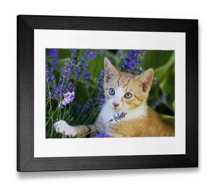 Framed Print : European shorthair cat with flowers Framed Print : European shorthair cat with flowers