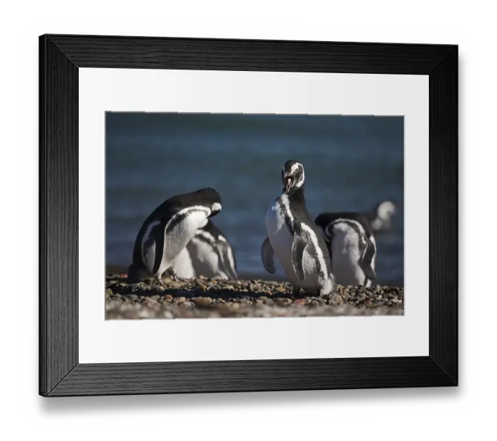 Framed Print : Magellanic penguins (Spheniscus magellanicus)