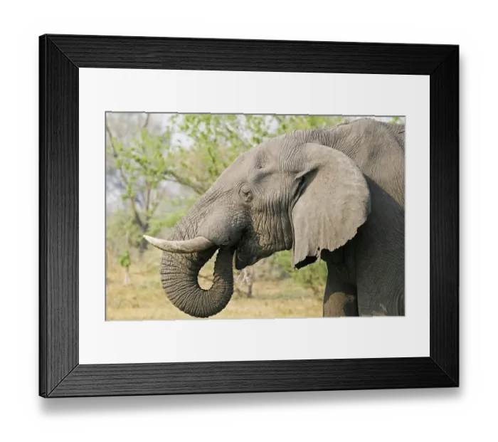 Framed Print : African Elephant (Loxodonta africana) drinks water