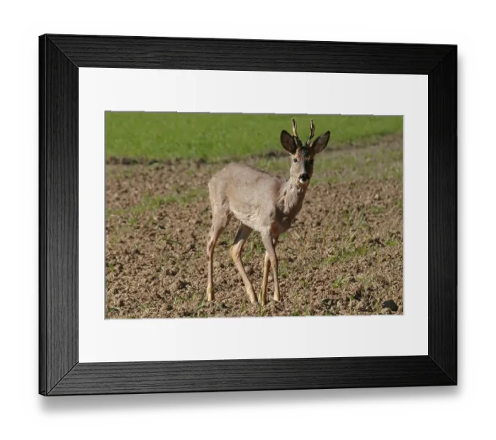 Framed Print : Roe buck on a grain field
