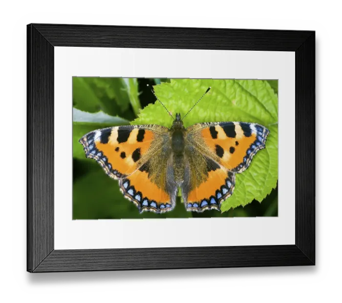 Framed Print : Aglais urticea Framed Print : Aglais urticea