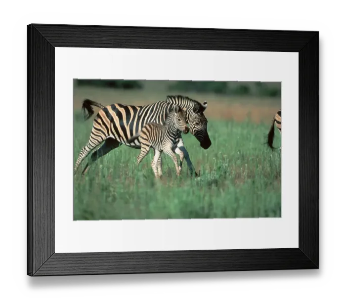Framed Print : Common Zebras, mare with foal, Pilanesberg Park