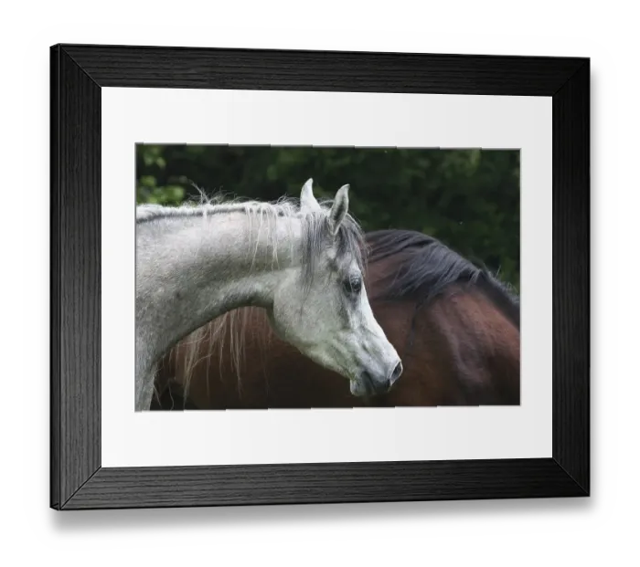 Framed Print : Old horse (Equus ferus caballus)