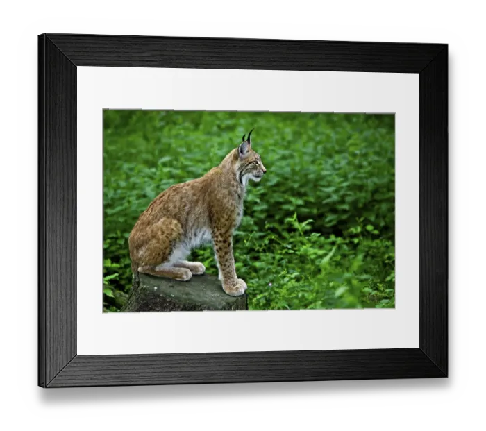 Framed Print : Eurasian Lynx or Northern Lynx (Lynx lynx)