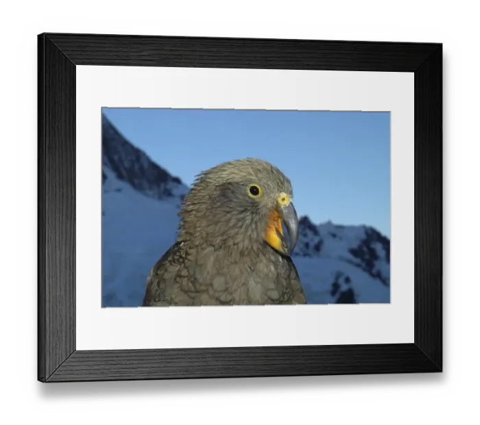 Framed Print : Kea (nestor notabilis), Mueller hut
