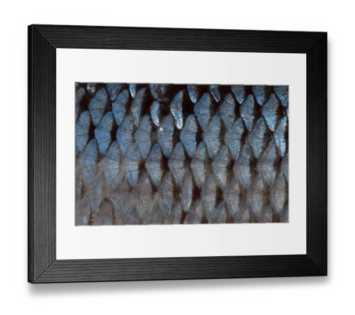Framed Print : Balkan Roach, scales (Rutilus rutilus)