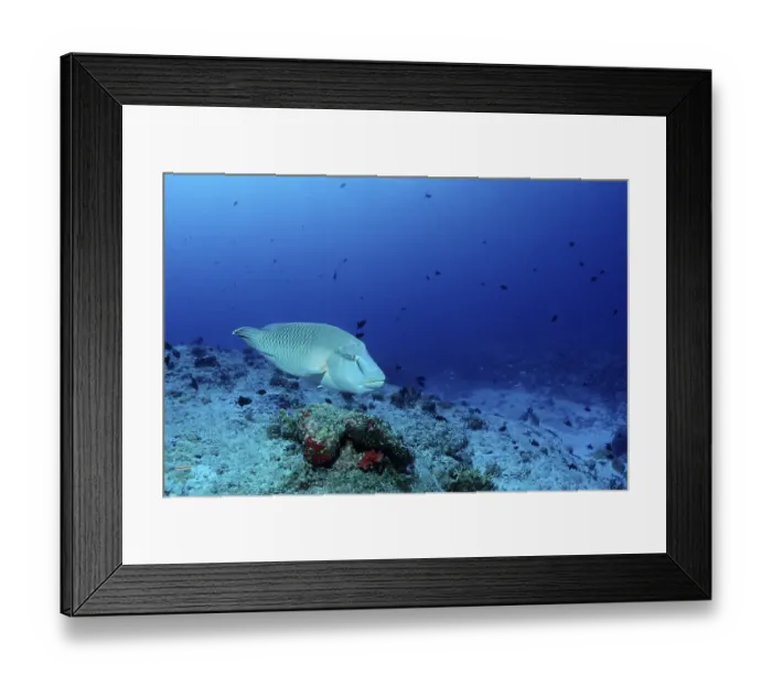 Framed Print : Napoleonfish or Humpback Wrasse (Cheilinus undulatus) Framed Print : Napoleonfish or Humpback Wrasse (Cheilinus undulatus)