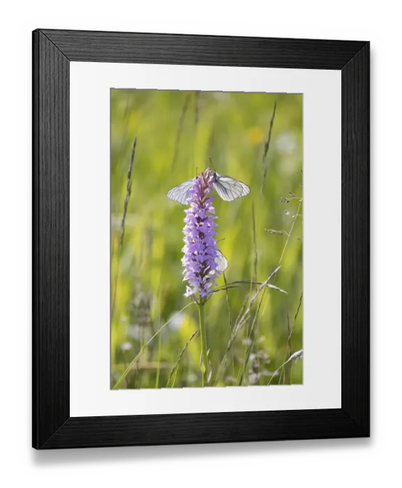 Framed Print : Moorland spotted orchid (Dactylorhiza maculata) Framed Print : Moorland spotted orchid (Dactylorhiza maculata)