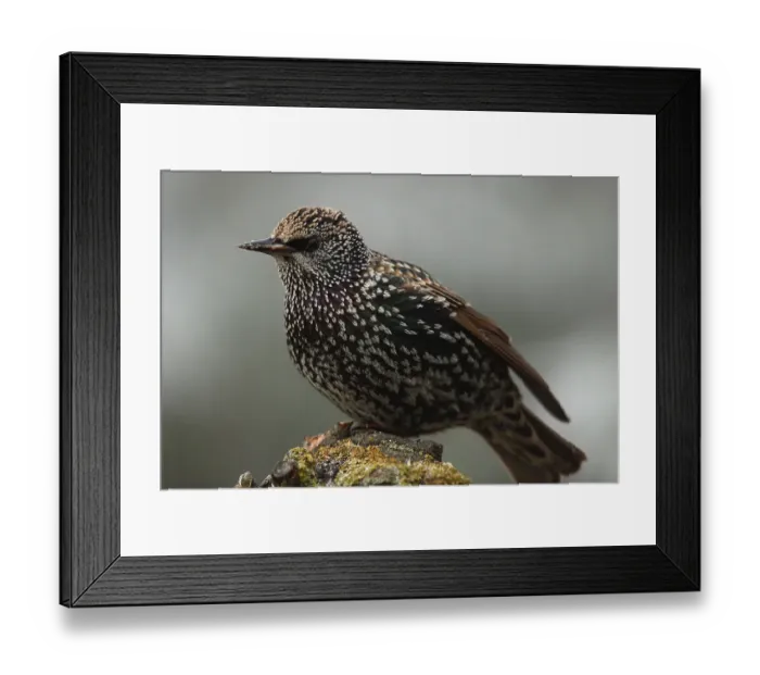 Framed Print : European Starling (Sturnus vulgaris) Framed Print : European Starling (Sturnus vulgaris)