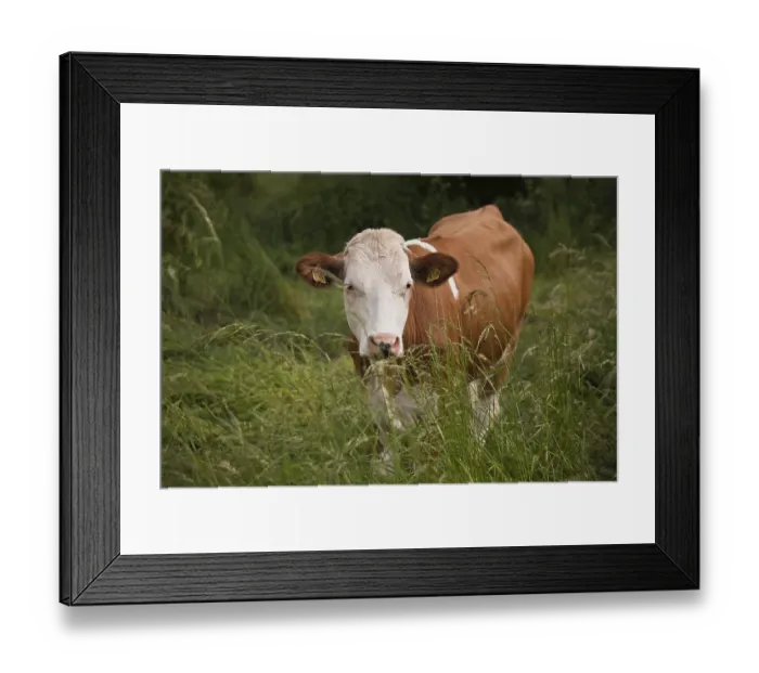 Framed Print : Cow, Simmental Cattle, Simmental Framed Print : Cow, Simmental Cattle, Simmental