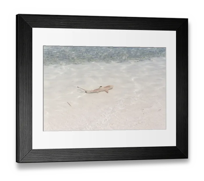 Framed Print : Blacktip Reef Shark (Carcharhinus melanopterus) in shallow water