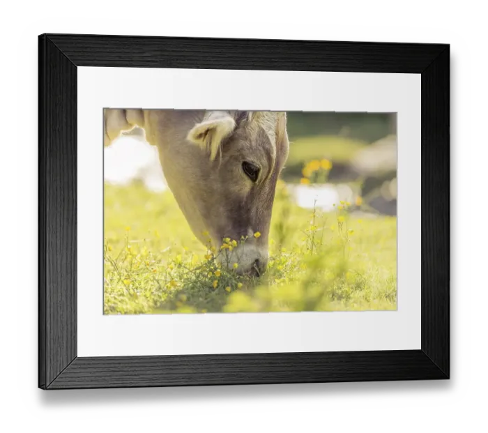 Framed Print : Tyrolean Brown Cattle, calf grazing