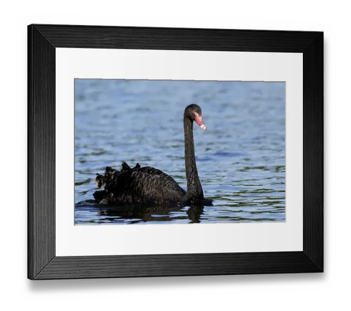 Framed Print : Black Swan (Cygnus atratus) Framed Print : Black Swan (Cygnus atratus)
