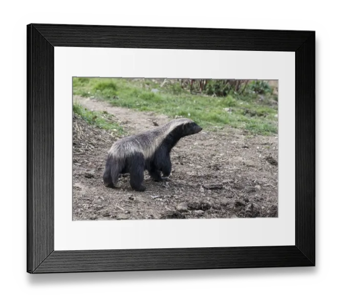 Framed Print : Honey Badger (Mellivora capensis) wandering around his territory
