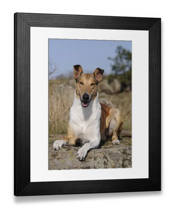 Framed Print : Collie Shorthair, sable, male, lies on rock