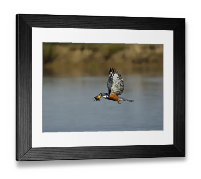 Framed Print : Ringed kingfisher (Ceryle torquata) with captured fish