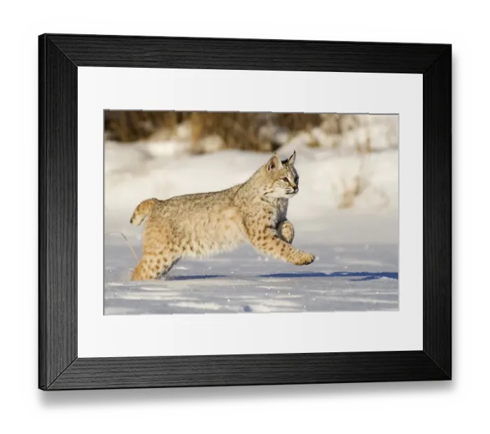 Framed Print : Young Bobcat (Lynx rufus) running through the snow