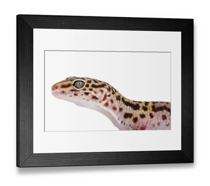 Framed Print : Leopard gecko in profile Framed Print : Leopard gecko in profile