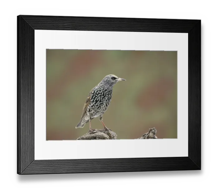 Framed Print : Starling (Sturnus vulgaris)