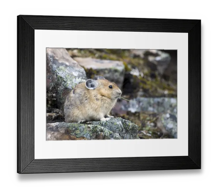 Framed Print : Pika eating gras on lichen covered rubble Framed Print : Pika eating gras on lichen covered rubble