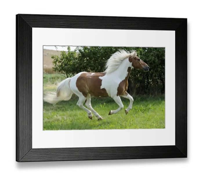 Framed Print : Galloping horse, Pinto, chestnut tobiano