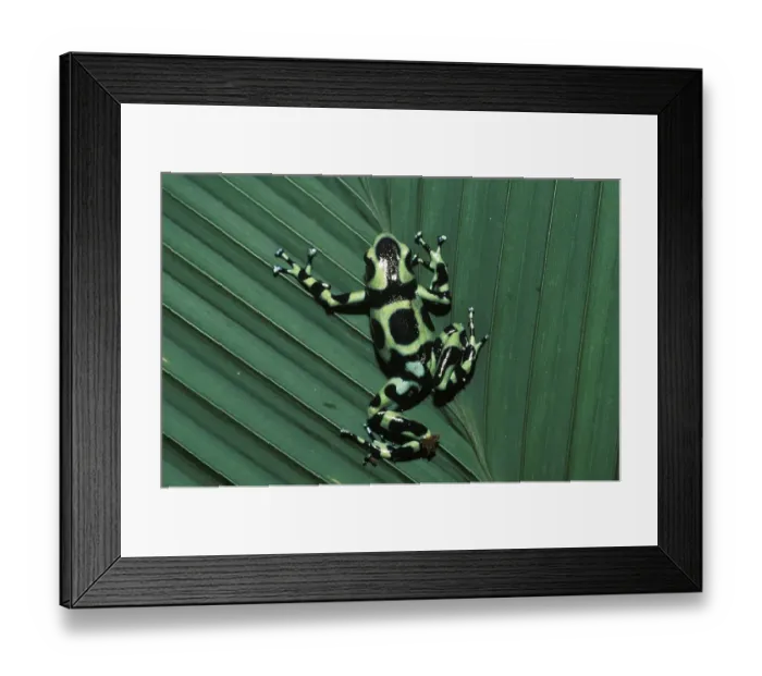 Framed Print : Frog in rainforest - Coata Rica Framed Print : Frog in rainforest - Coata Rica