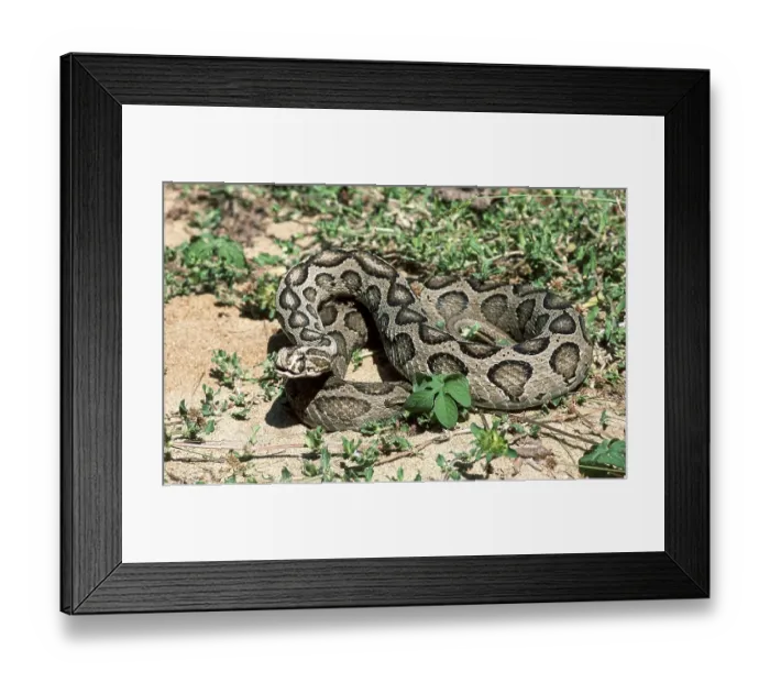 Framed Print : Russell's Viper (Daboia russelii) captive
