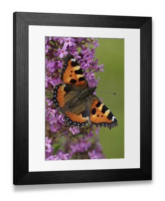Framed Print : Aglais urticae