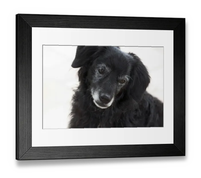 Framed Print : Little black dog looks unhappy, portrait, cut out Framed Print : Little black dog looks unhappy, portrait, cut out