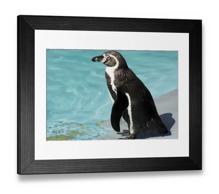 Framed Print : Penguin (Spheniscidae) Framed Print : Penguin (Spheniscidae)