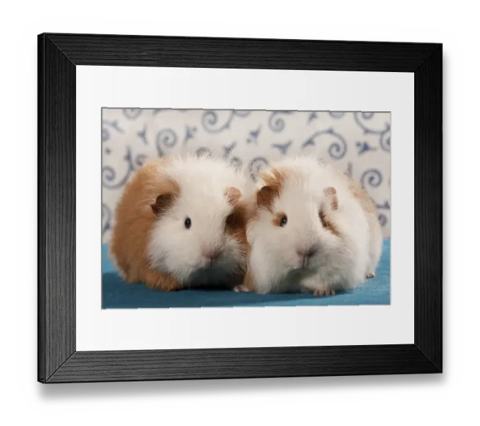 Framed Print : Two Swiss Teddy guinea pigs, pedigree guinea pigs