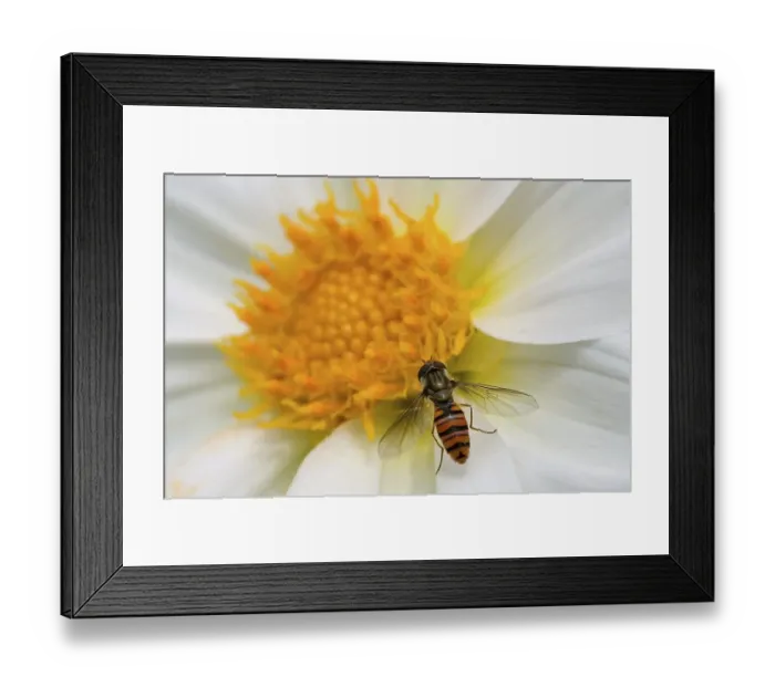 Framed Print : Hoverfly (Syrphidae) at a bloom