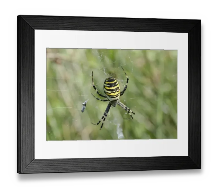 Framed Print : Wasp Spider (Argiope bruennichi) in web with prey
