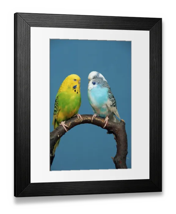 Framed Print : Budgerigars, pair (Melopsittacus undulatus) Budgie