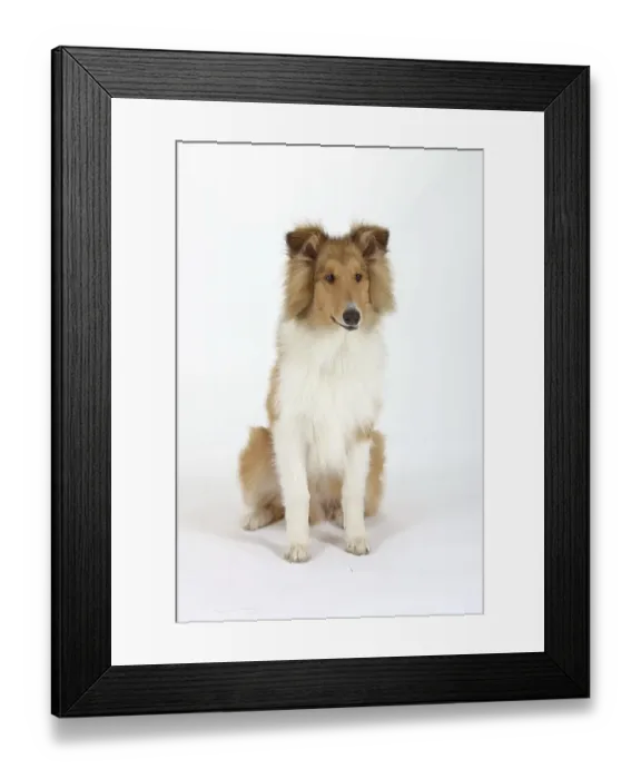 Framed Print : Rough Collie, 5 month Framed Print : Rough Collie, 5 month