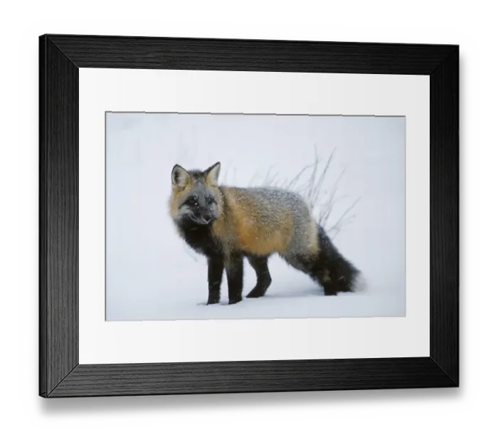 Framed Print : Crossfox in snow, cross of Silverfox and Red Fox (Vulpes vulpes)