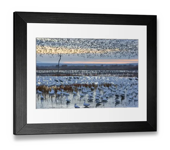 Framed Print : Snow Geese (Anser caerulescens atlanticus) Framed Print : Snow Geese (Anser caerulescens atlanticus)