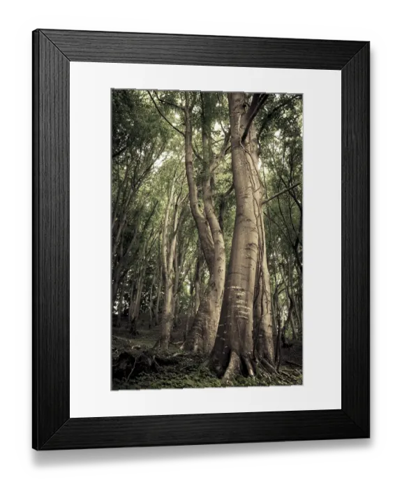 Framed Print : European Beech (Fagus sylvatica) Framed Print : European Beech (Fagus sylvatica)