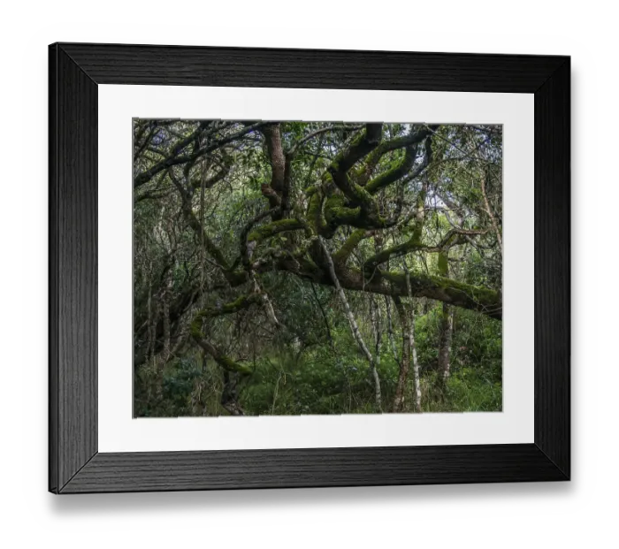 Framed Print : Milkwood Forest, Grootbos, Gansbay