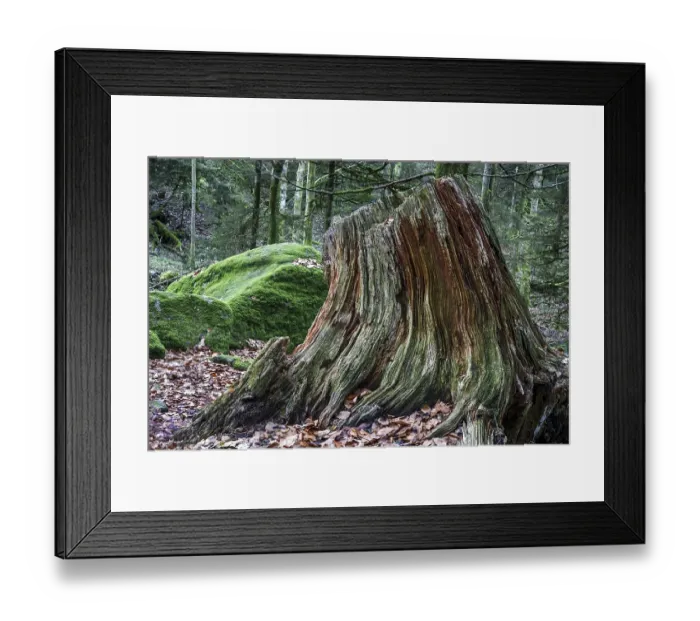 Framed Print : Dead and weathered tree stump, Gertelbach Gorge