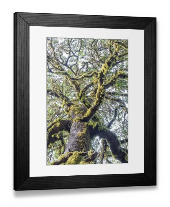 Framed Print : Laurel trees with mosses and lichens