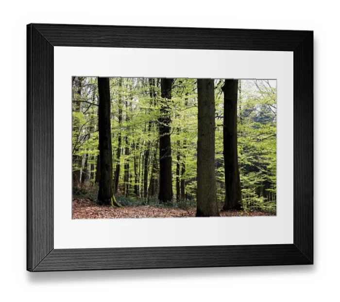 Framed Print : Beech forest (Fagus), new foliage, spring