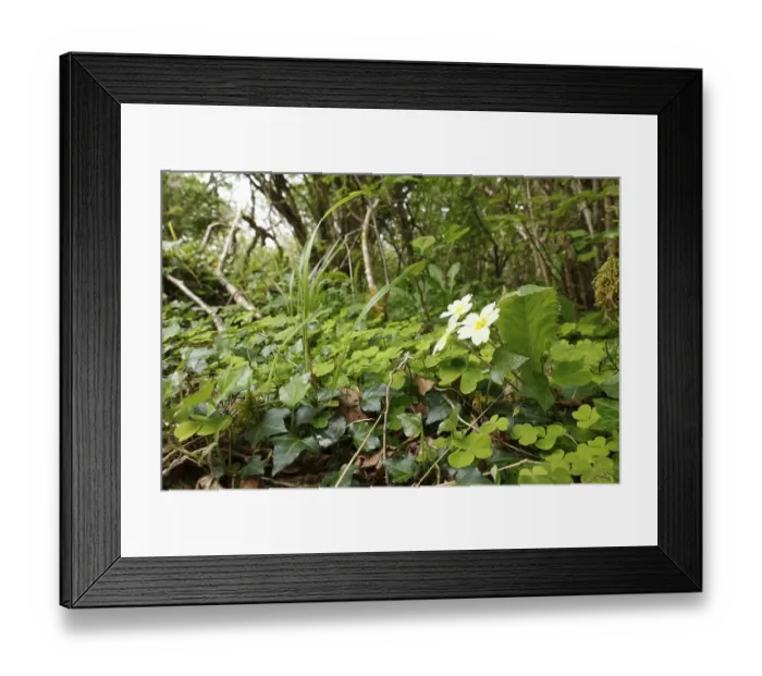 Framed Print : Herbs with primrose on the forest floor Framed Print : Herbs with primrose on the forest floor