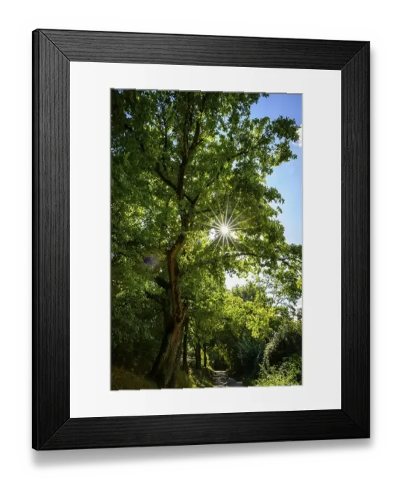 Framed Print : Sunbeams shine through the leaves of a large tree on a forest path Framed Print : Sunbeams shine through the leaves of a large tree on a forest path