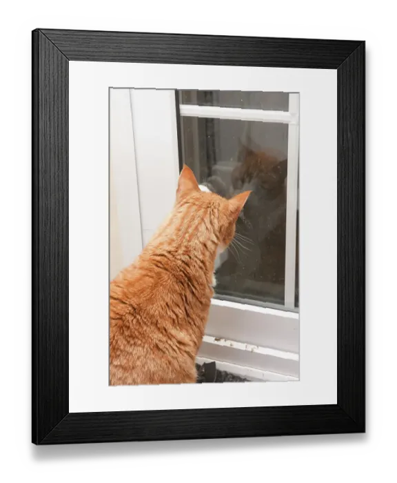 Framed Print : Domestic cat, ginger tabby, adult male Framed Print : Domestic cat, ginger tabby, adult male