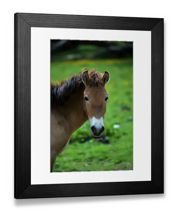 Framed Print : Przewalski's Wild Horse (Equus przewalskii) Framed Print : Przewalski's Wild Horse (Equus przewalskii)