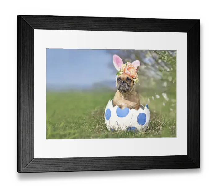 Framed Print : French Bulldog dog with Easter bunny ears sitting in large egg with dots