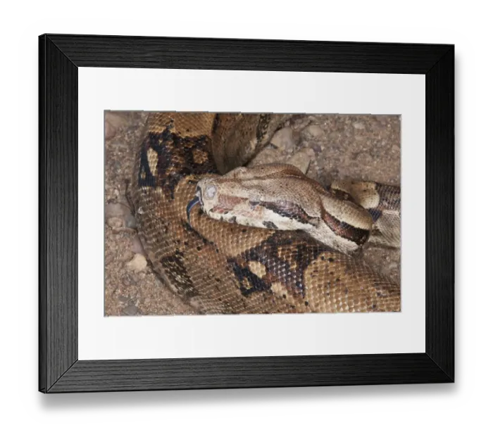 Framed Print : Columbian boa constrictor (Boa constrictor imperator)