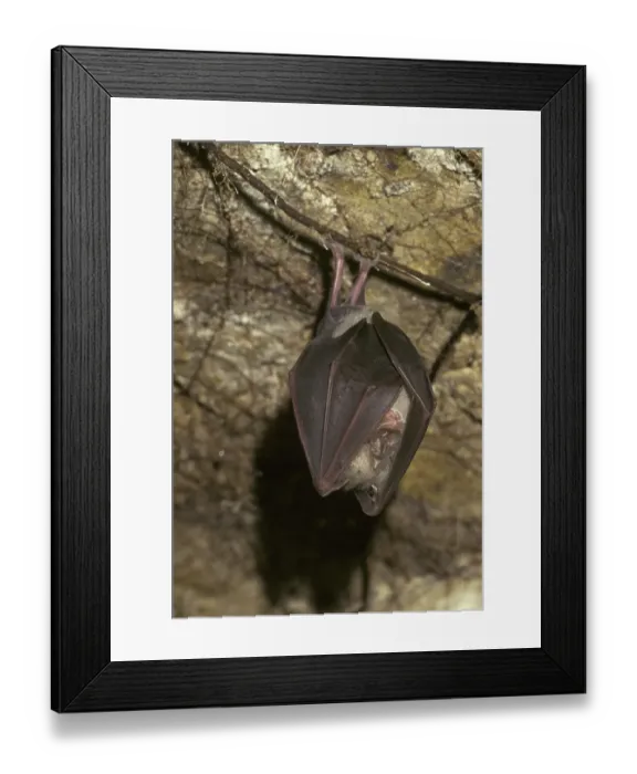 Framed Print : Greater Horseshoe Bat (Rhinolophus ferrumequinum) hibernating in cave
